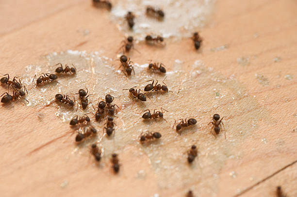 Wasp Removal Services in Fort Deposit, AL