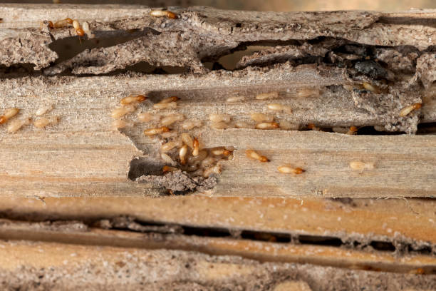 Best Spider Control Near Me  in Fort Deposit, AL